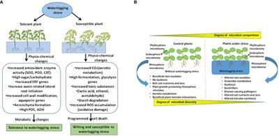 Uncovering the effect of waterlogging stress on plant microbiome and disease development: current knowledge and future perspectives